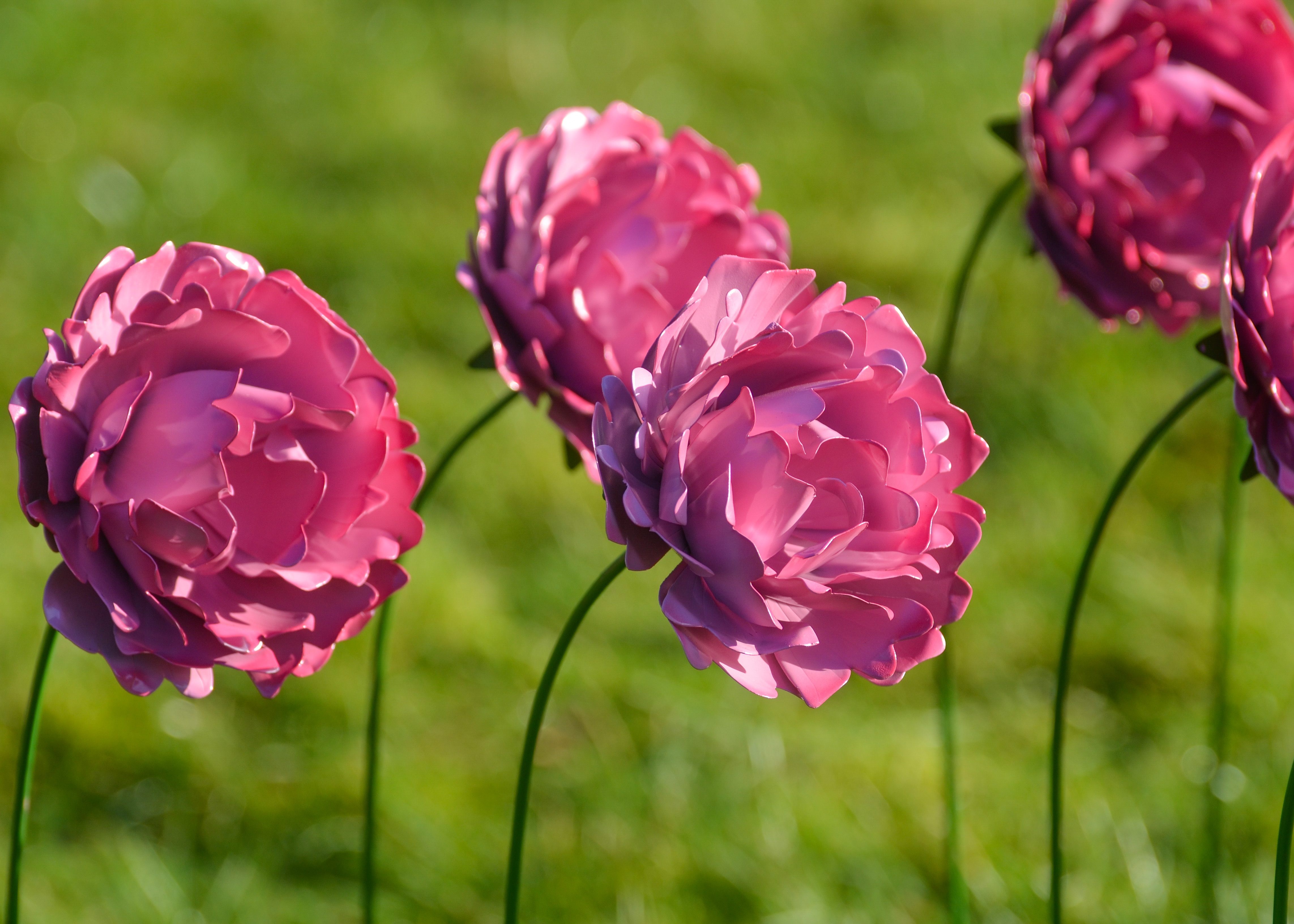 Vibrant pink flowers with delicate petals stand tall against a lush green backdrop, evoking a serene atmosphere.