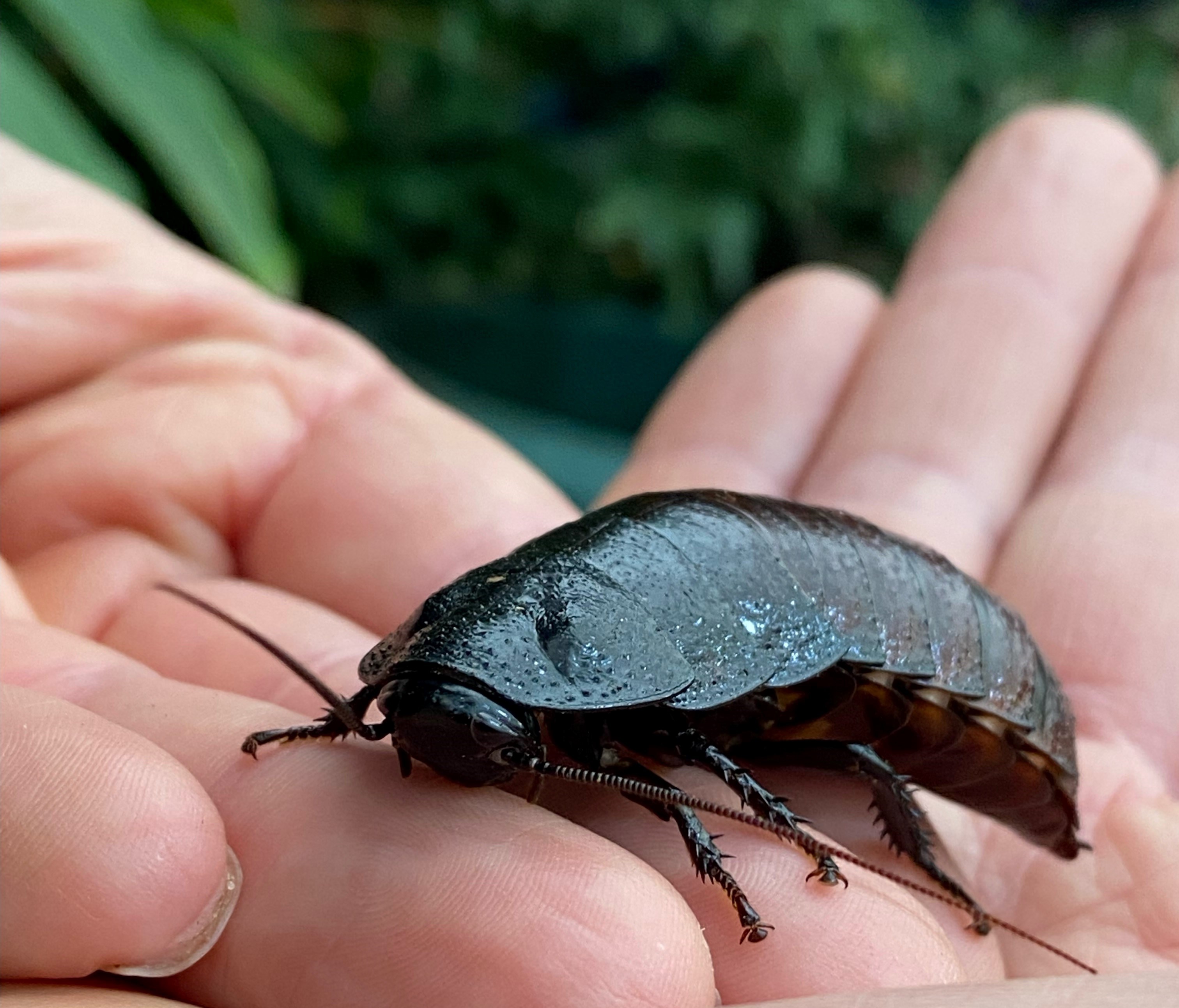 A large cockroach resting on a person's hand, surrounded by lush greenery at the Tropical Butterfly House in Yorkshire.