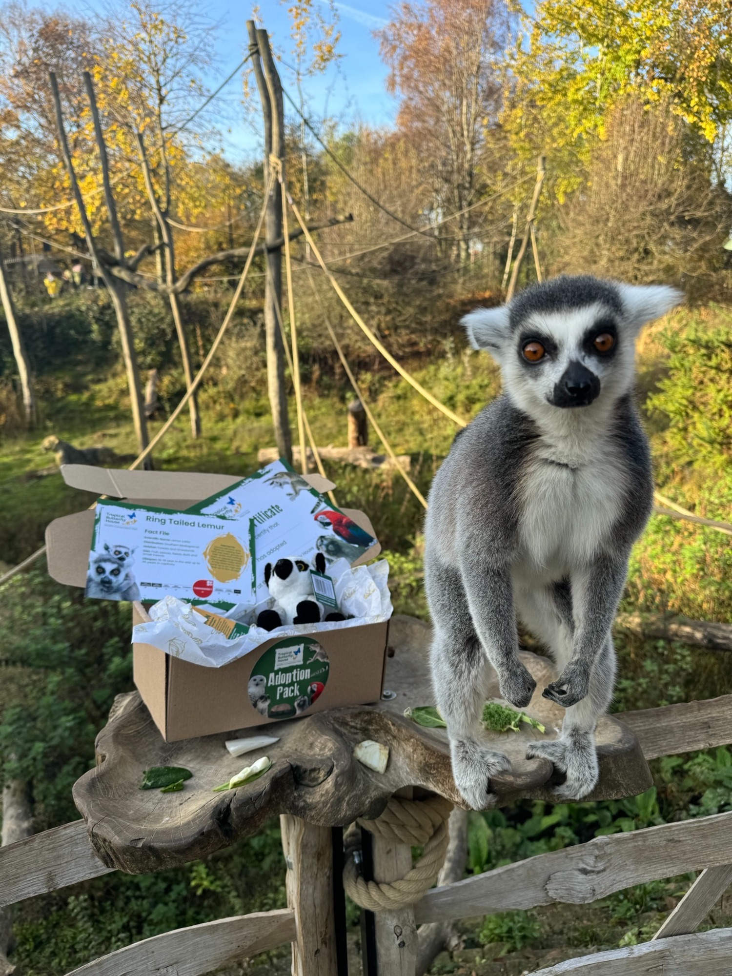 A ring-tailed lemur stands on a wooden platform beside a gift box, surrounded by greenery at the Tropical Butterfly House, Yorkshire.
