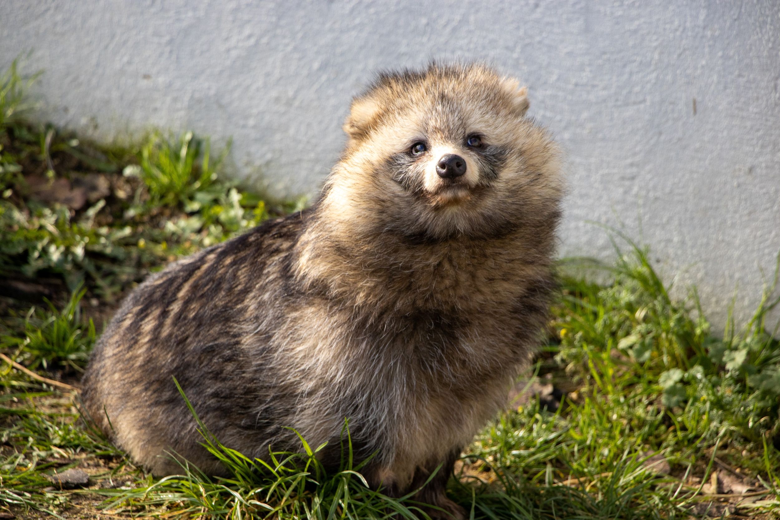 Askham Bryan College Launches the UK’s first Teaching Zoo