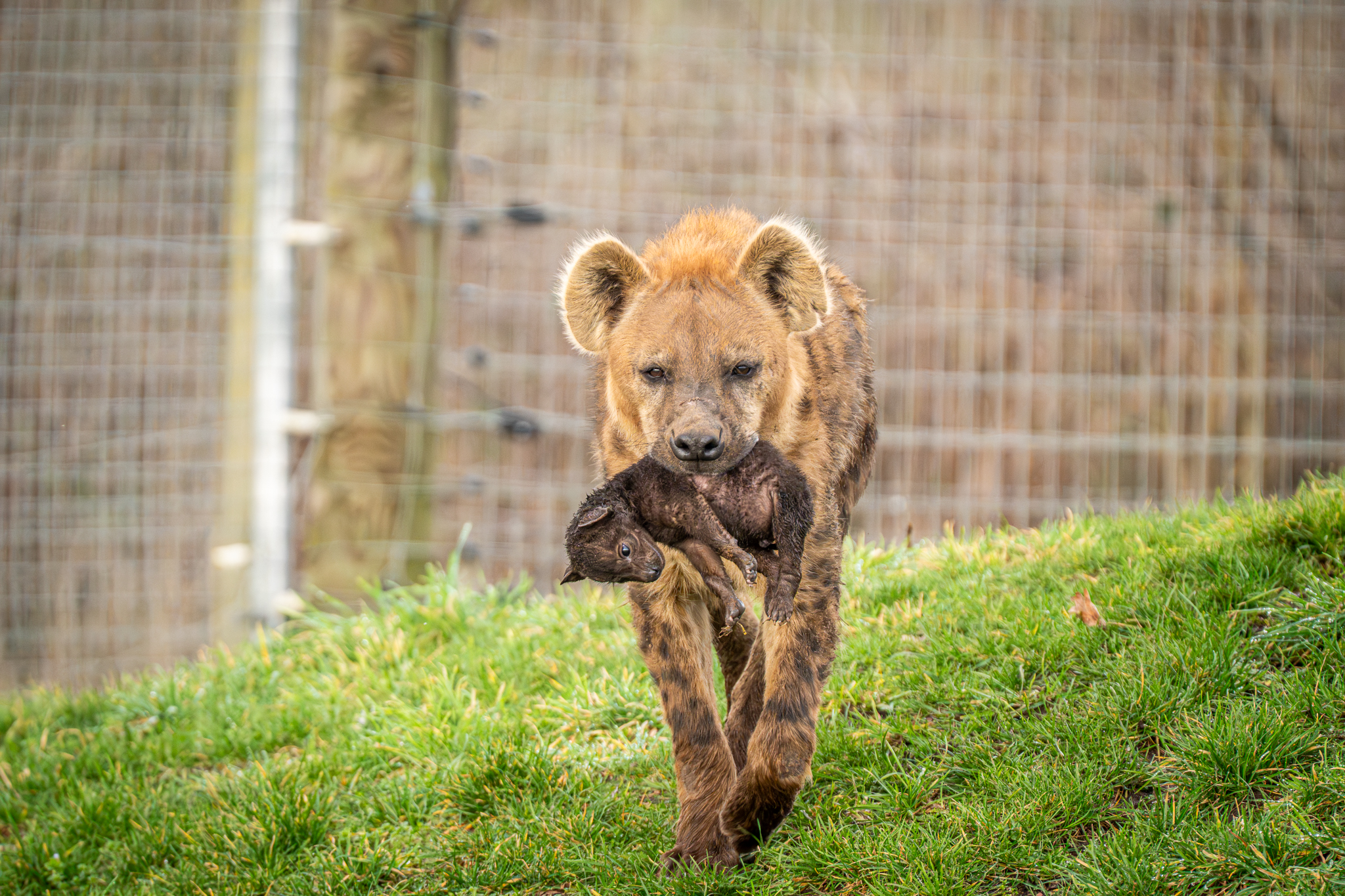 New Hyena Cubs born at Yorkshire Wildlife Park: The Full Story Behind Their Surprise Arrival