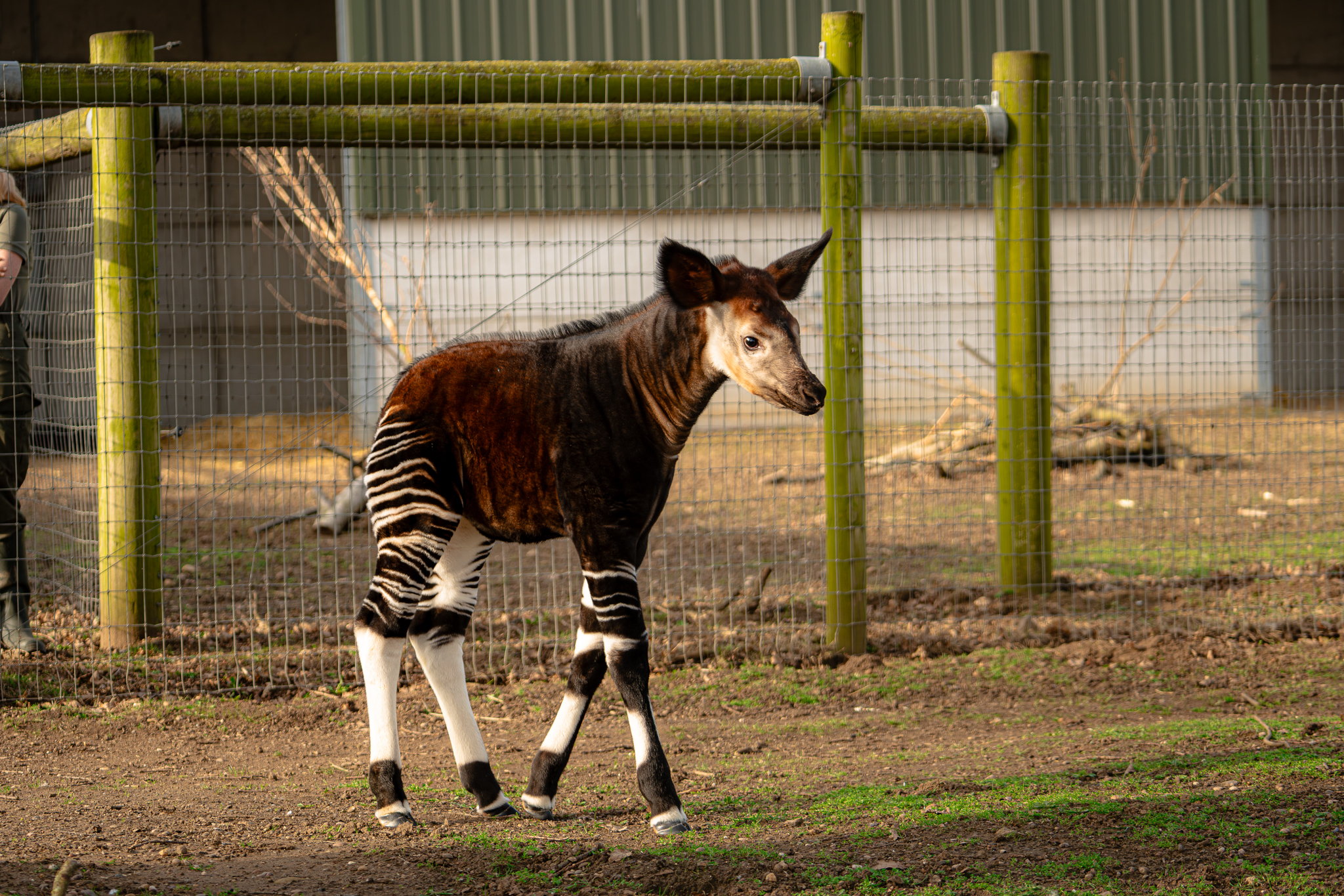Incredible Okapi Calf Takes Its First Steps at Award-Winning Yorkshire Wildlife Park