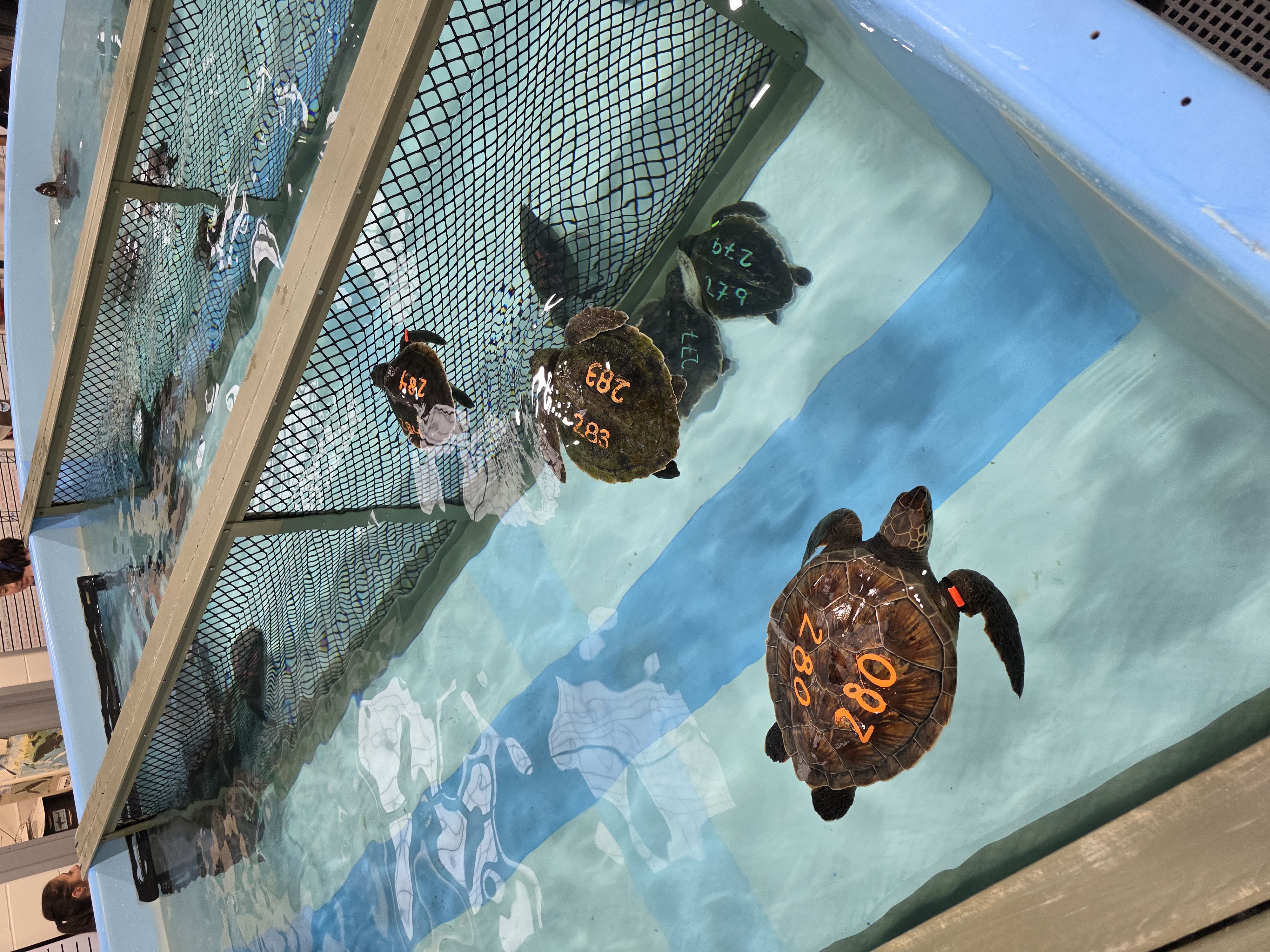 Hull Team's Turtle Rescue Mission