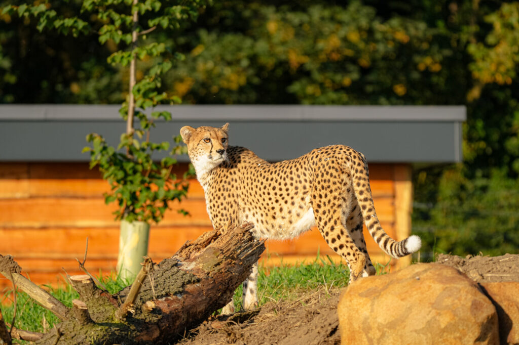 A cheetah stands on a log with a blurred wooden structure and greenery in the background, showcasing its distinctive spots.
