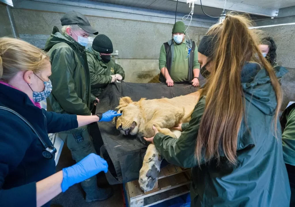 Oleg the Lion at YWP