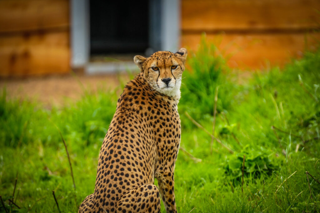 A cheetah with distinct black spots sits in lush green grass, gazing back towards a wooden structure in the background.