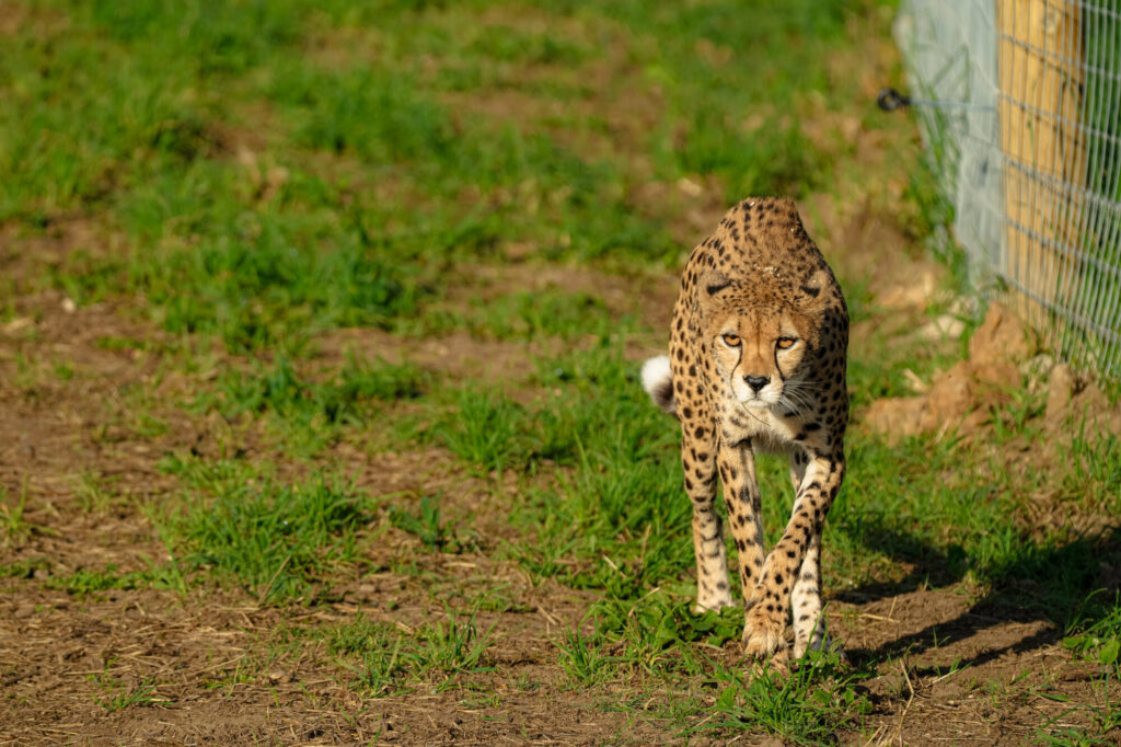 A cheetah with distinctive spots walks gracefully across lush green grass, showcasing its sleek form and focused expression.