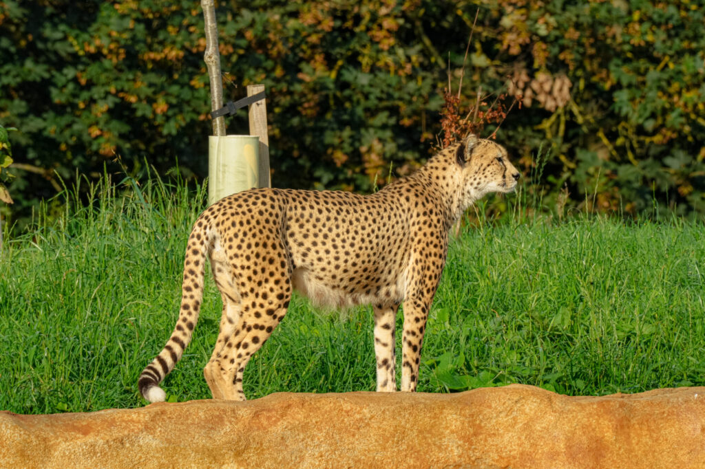 A cheetah stands gracefully on a rocky surface, surrounded by lush green grass and trees in the background.