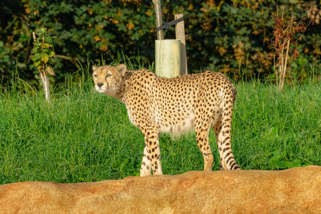A cheetah stands alert on a grassy area, with a backdrop of trees and sunlight filtering through.
