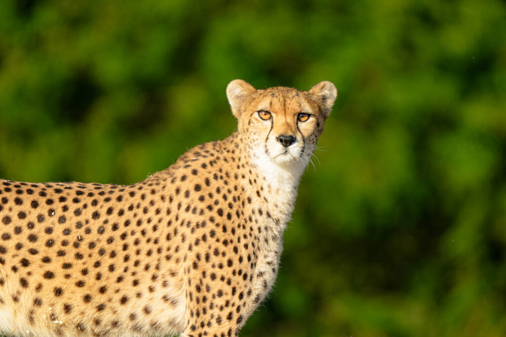 A close-up of a cheetah with distinctive spots, gazing confidently against a blurred green background.