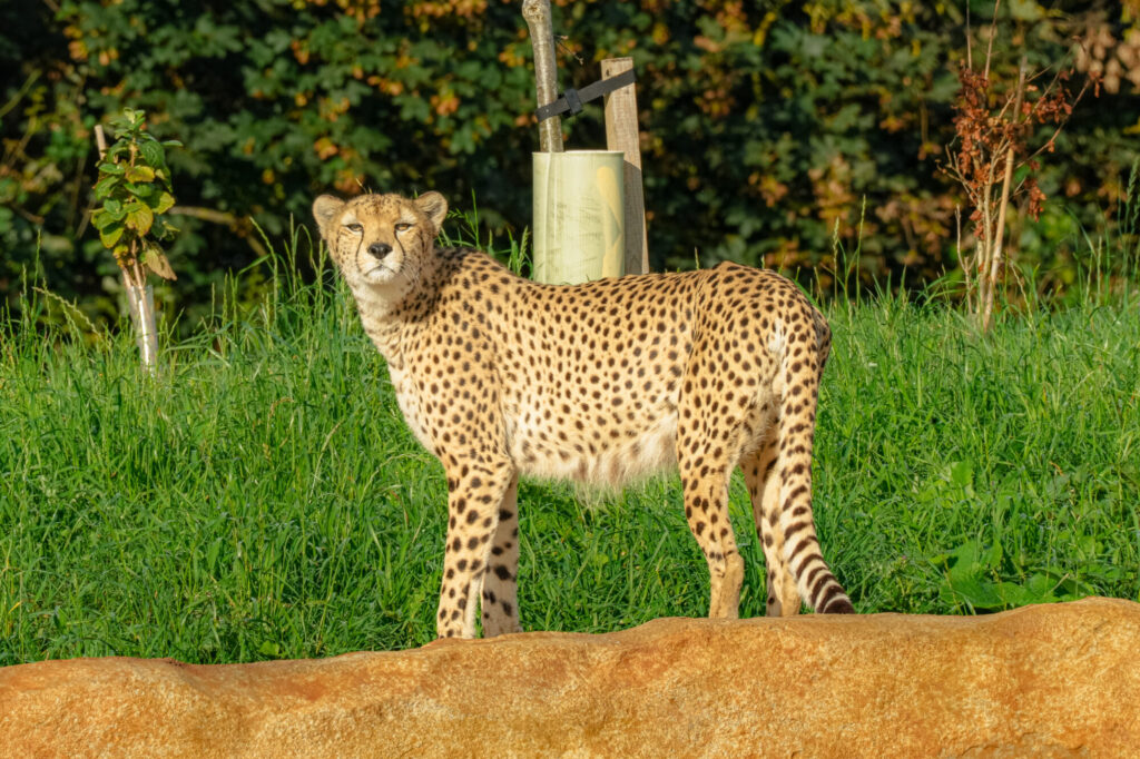 A cheetah stands on a rocky outcrop, surrounded by lush green grass, gazing curiously into the distance.