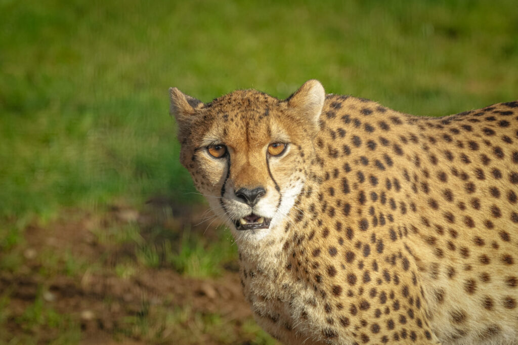 A close-up of a cheetah's face, featuring its distinctive spots and intense gaze against a blurred green background.