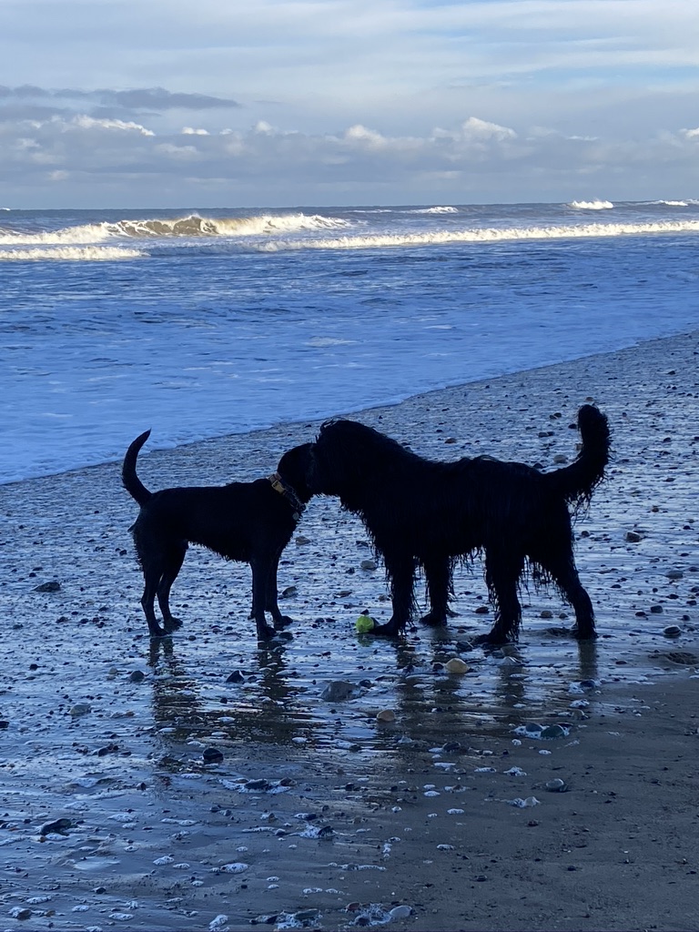 beach friends dogs