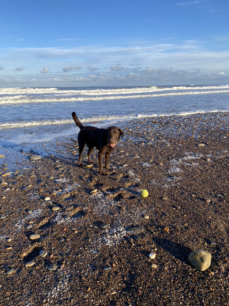 chocolate labrador beach