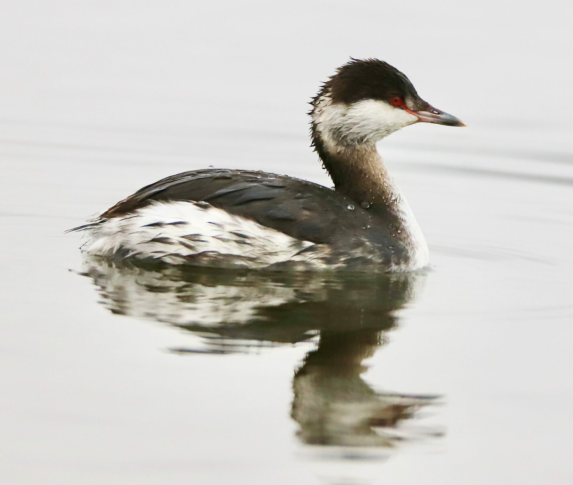 A Slovonian Grebe visiting St Aidan's.