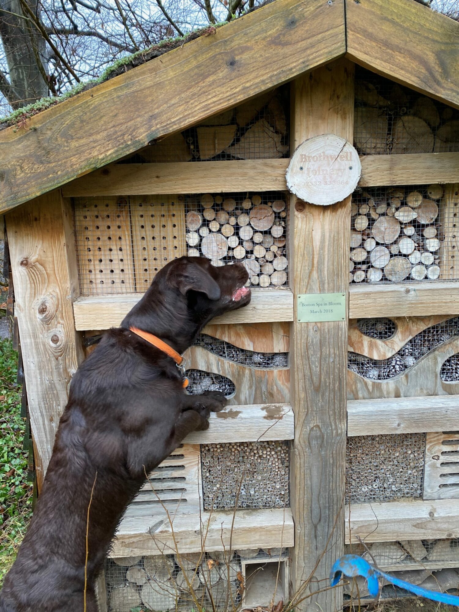 merlin the chocolate wizard