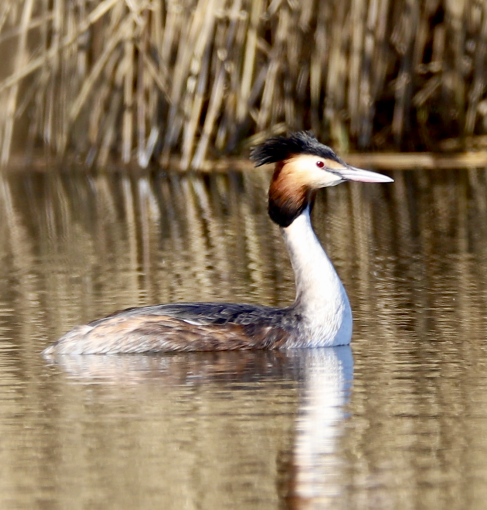 A Great Crested Grebe at St Aidan's.
