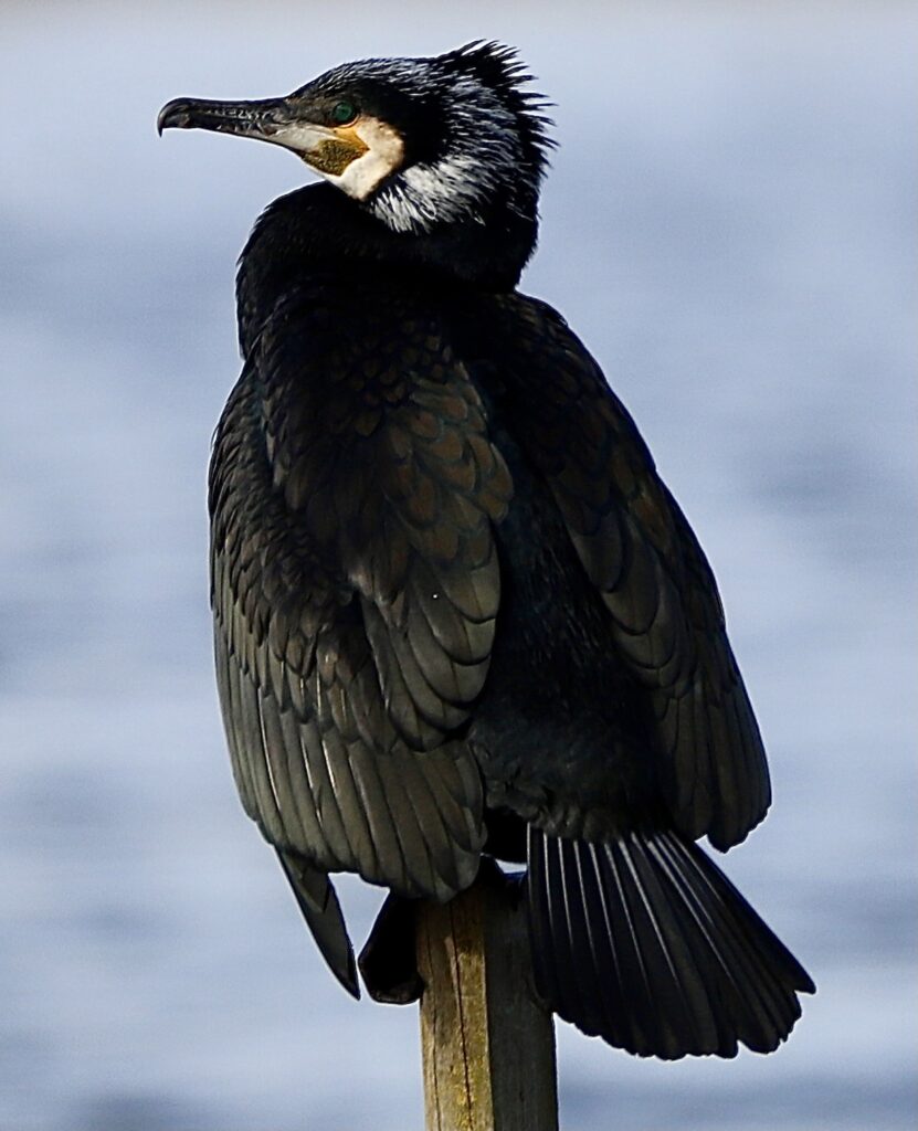 One of the many bird at St Aidan's