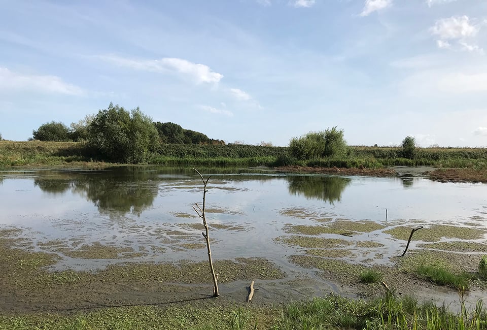 tophill low nature reserve, yorkshire
