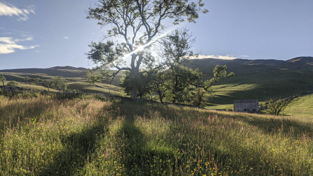 High summer in Buttra meadow on Hill Top Farm in Malhamdale.