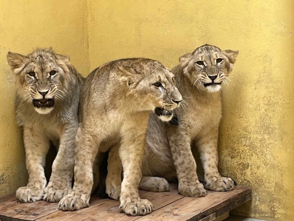 baby lion cubs