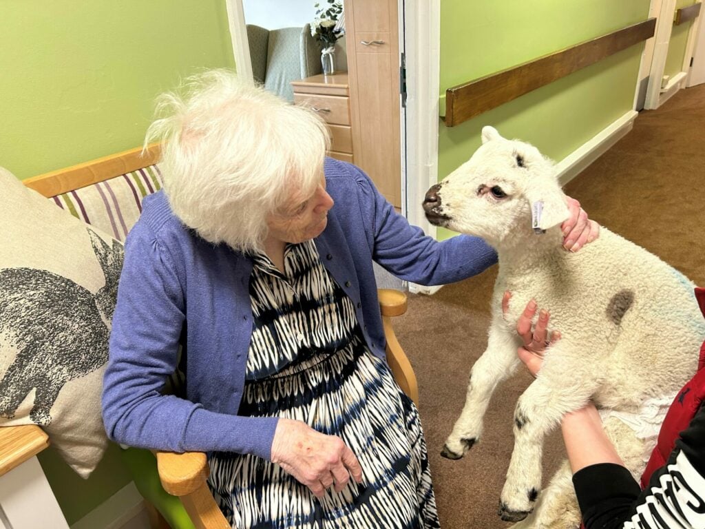 resident enjoying the lambs