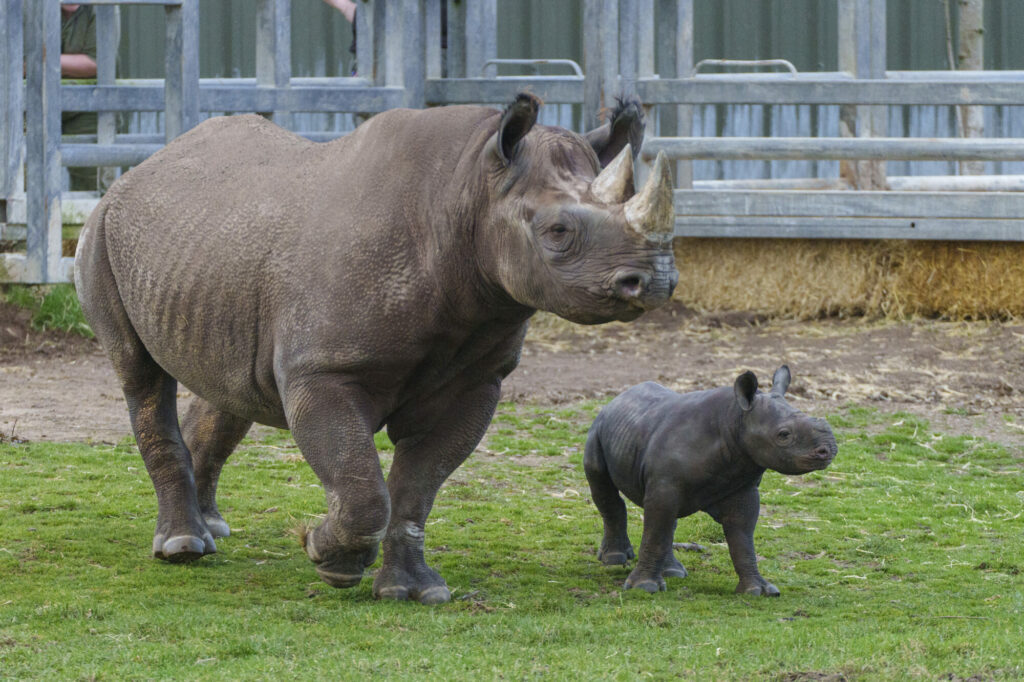 baby rhino