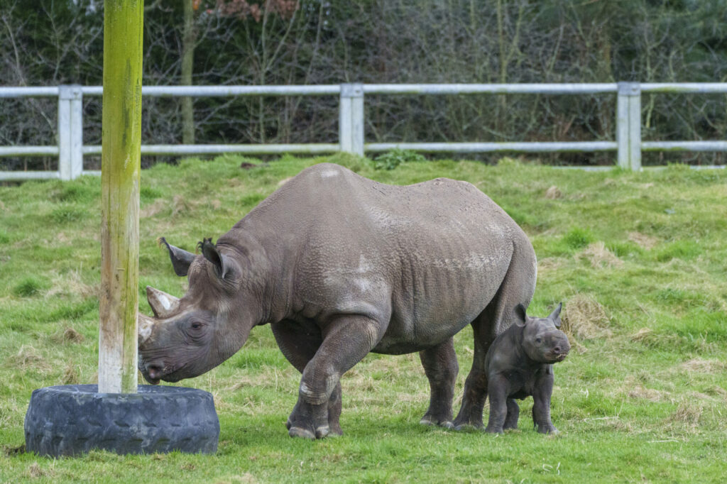 new baby rhino at YWP