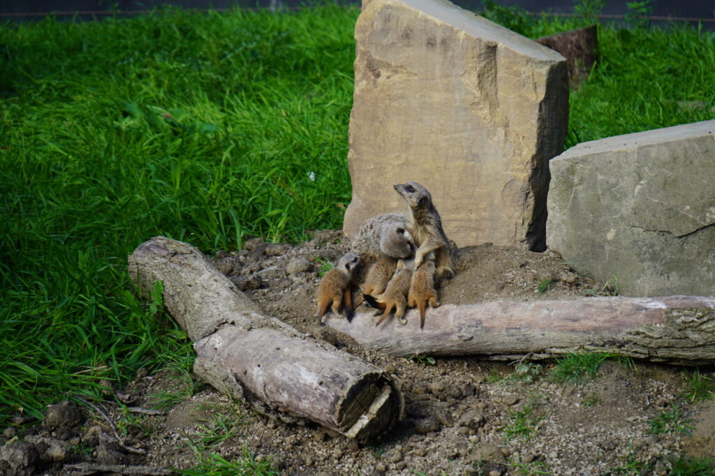 Meerkats at Askham Bryan Wildlife Park