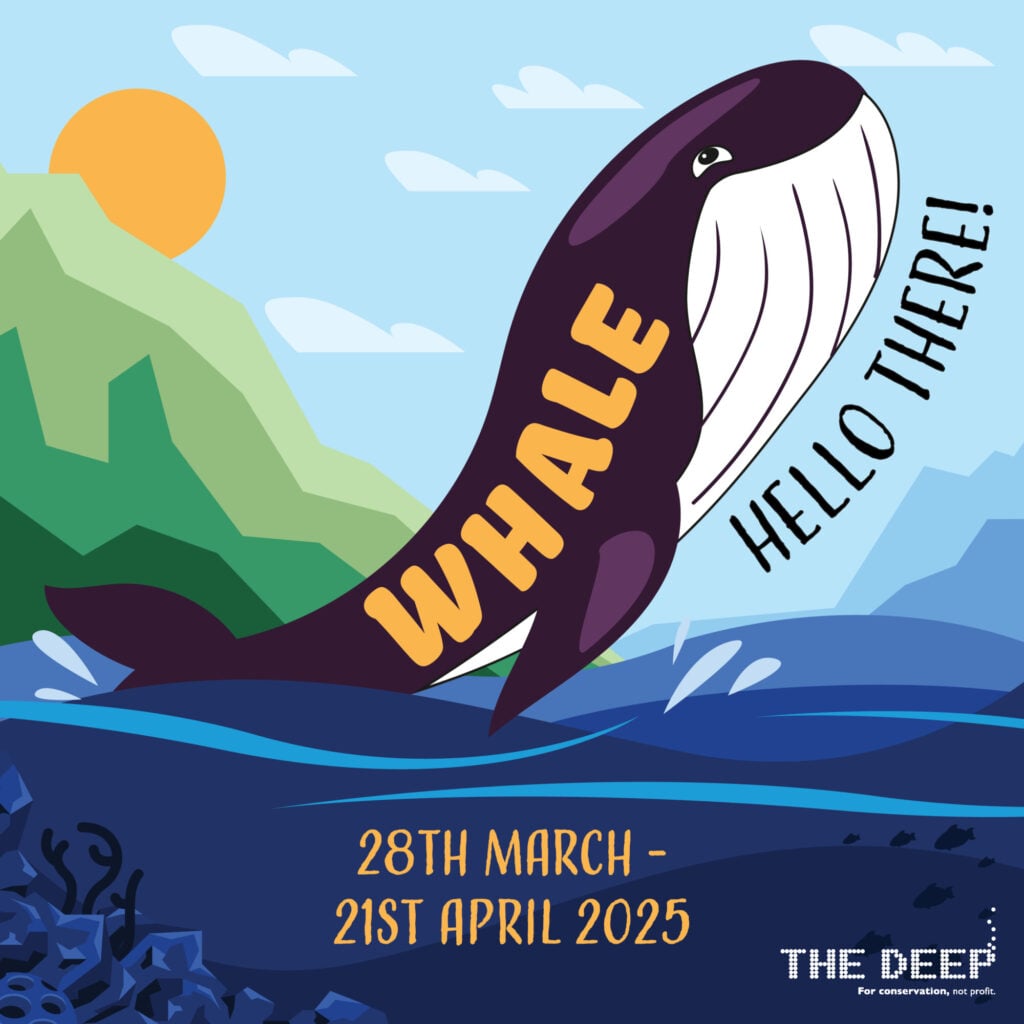 marine mammals this Easter holidays at The Deep