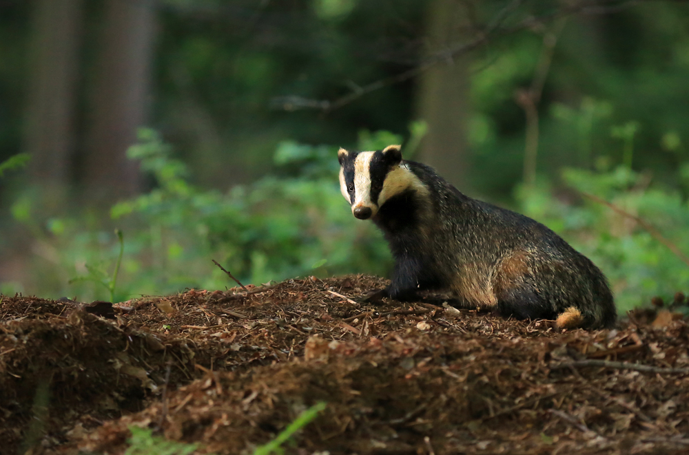 Take flight enjoy the stars of Springwatch in Yorkshire
