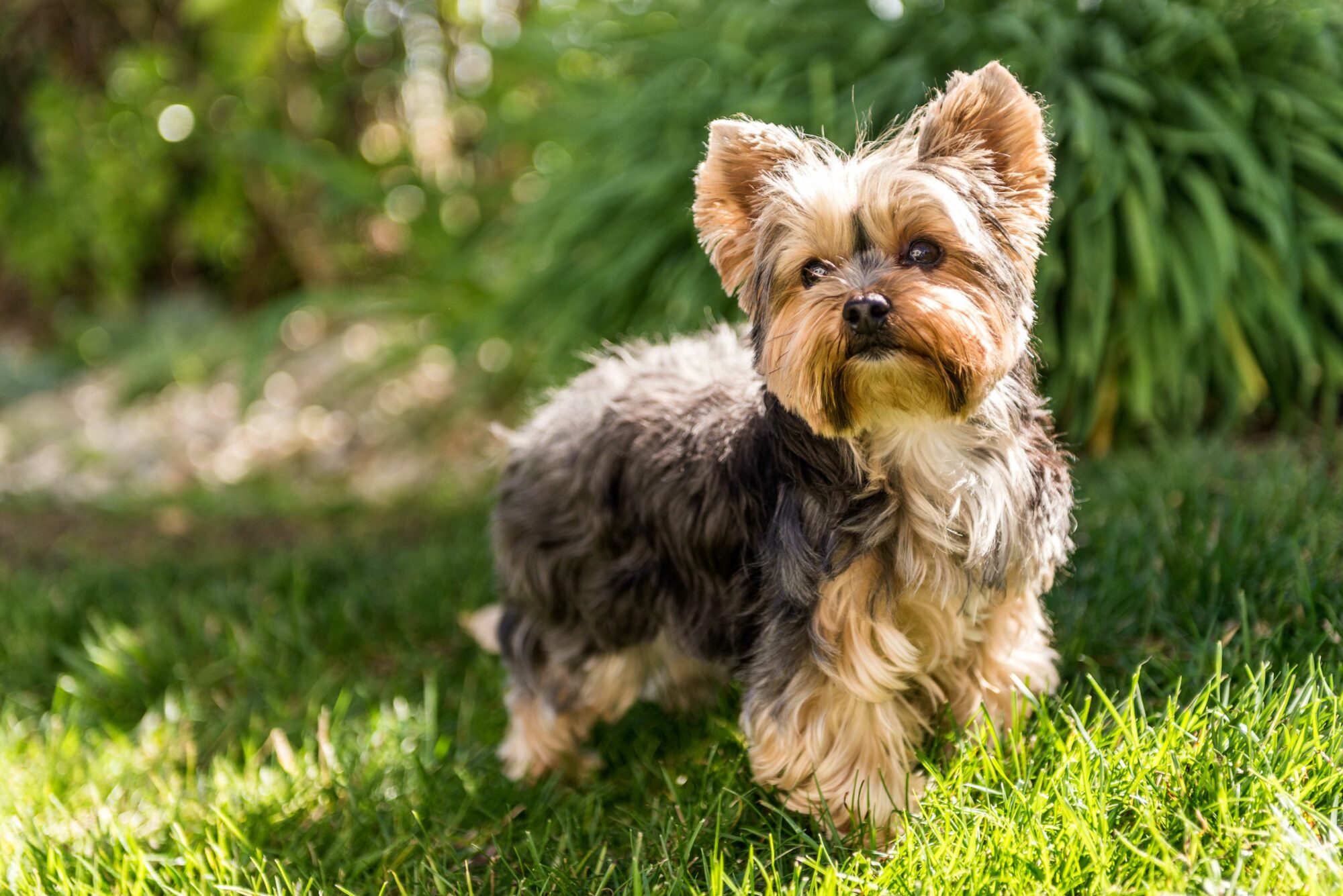 The Yorkshire Terrier