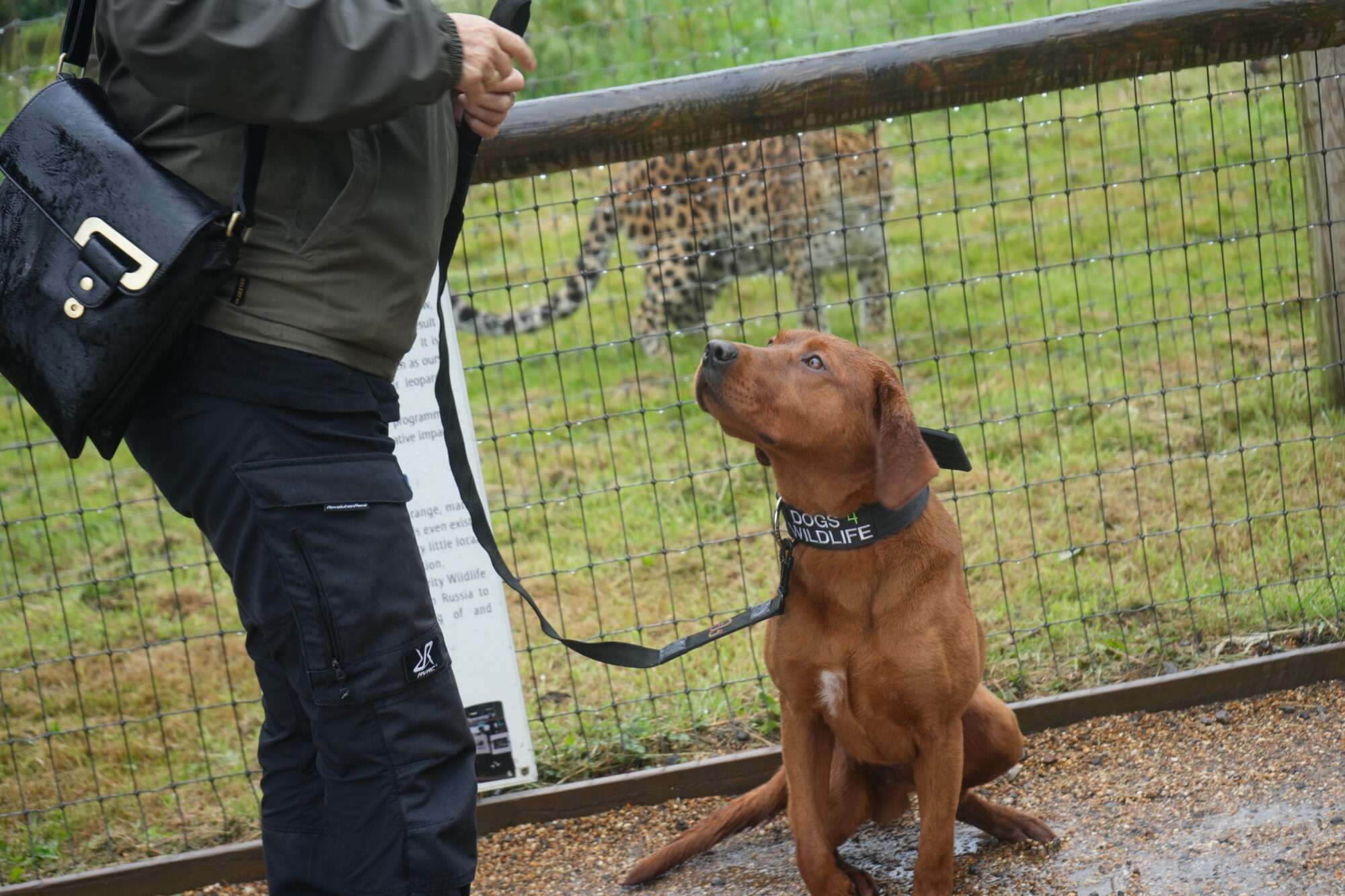 Poaching Dogs trained