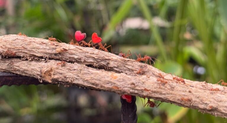 Newsletter: Saturday 8th February 2025