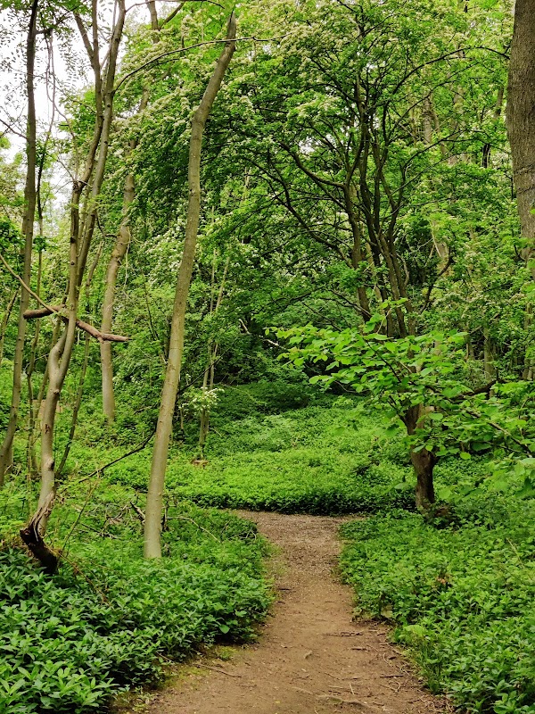 Hetchell Wood Nature Reserve