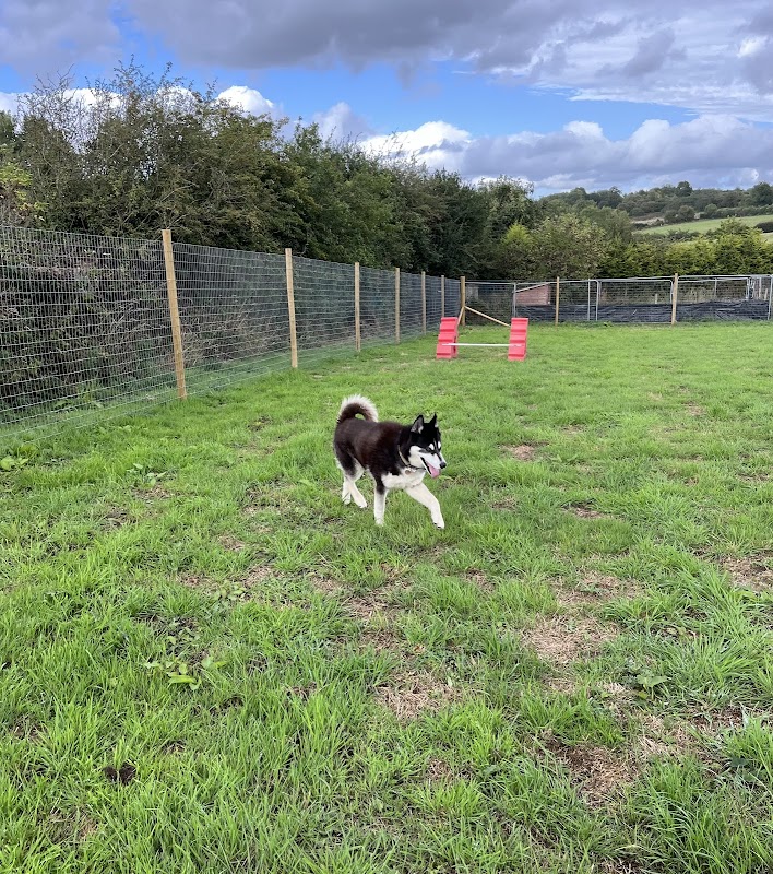 Conisbrough dog walking field