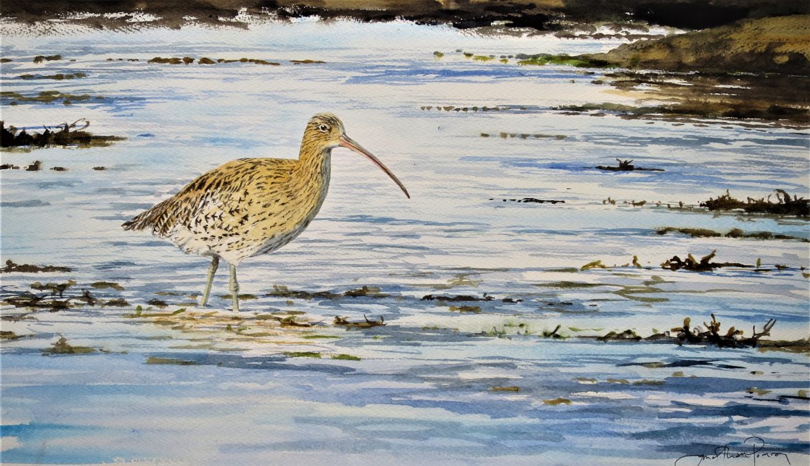 Jonathan Pomroy Landscape and Wildlife Artist