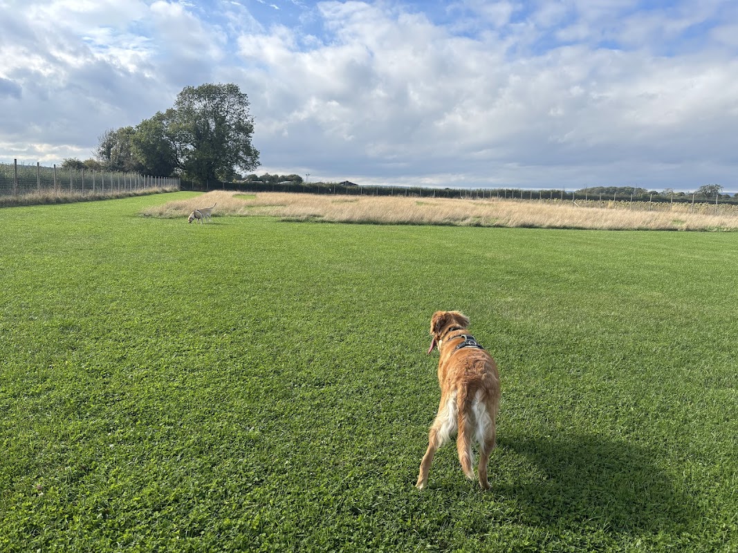 Dog Field